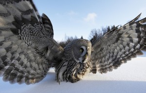 Great Grey Owl (Strix nebulosa) on snow with wings spread. Raahe, Finland, March. © Markus Varesvuo/NaturePL.com