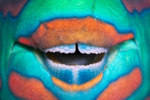 Bridled parrotfish (Scarus frenatus) clownish grin reveals its power tools: grinding teeth used to scrape algae from rock, Maldives, Indian Ocean. © Franco Banfi/NaturePL.com