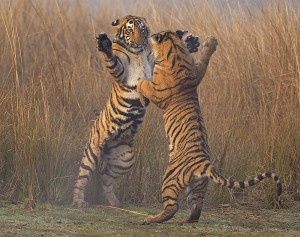 Bengal tiger (Panthera tigris tigris) 11 month cubs play fighting, Ranthambhore National Park, India. © Andy Rouse/NaturePL.com